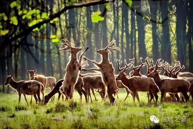 鹽城5.webp.jpg 鹽城5.webp.jpg